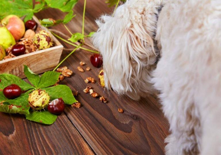 Are Nuts Bad for Dogs?