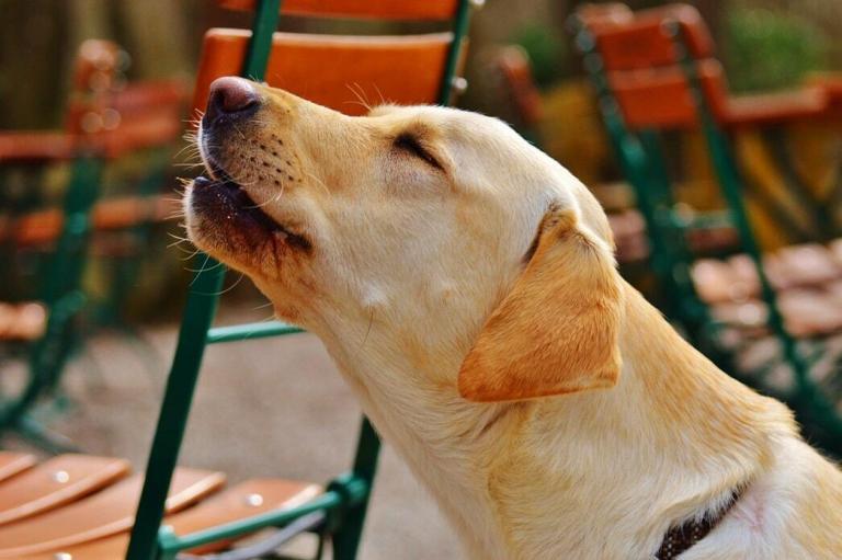 Top Experiences You Need to Know Why Do Dogs Howl?