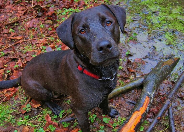 Top 10 Best Lab Mixes Pet BLoG