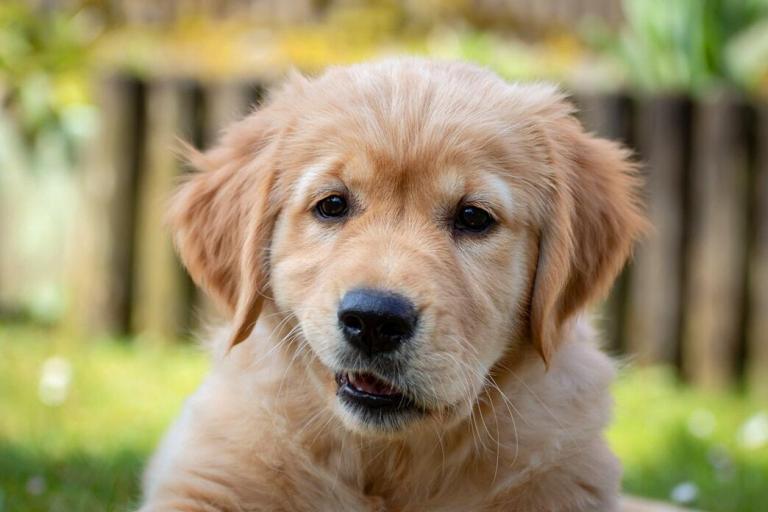 The Unconventional Guide to Golden Retriever Crate Training PetvBlog