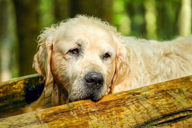 Useful Facts About Golden Retriever Lifespan PetvBlog