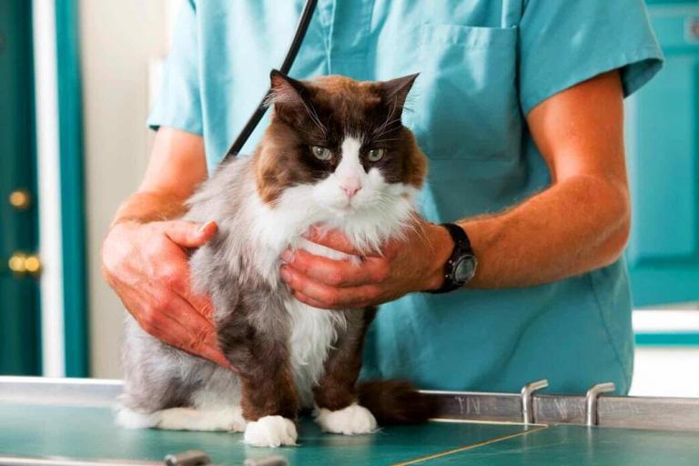 Are You Worried That Your Feline Has Parasites? Here Is How to Tell If