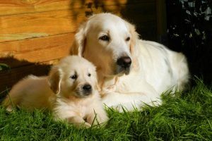 Labrador vs Golden Retriever: Breed Comparison | Pet BLoG