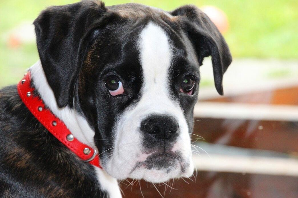 Understanding Feeding Expectations From A Boxer Puppy Food Chart PetvBlog