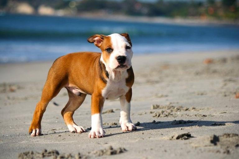 A Healthy Weight for an American Pitbull Puppy PetvBlog