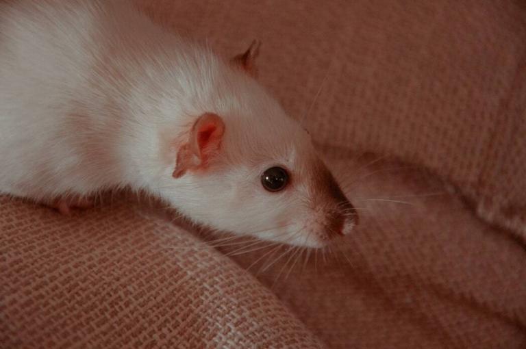 Why Does Your Rat Squeak? PetvBlog