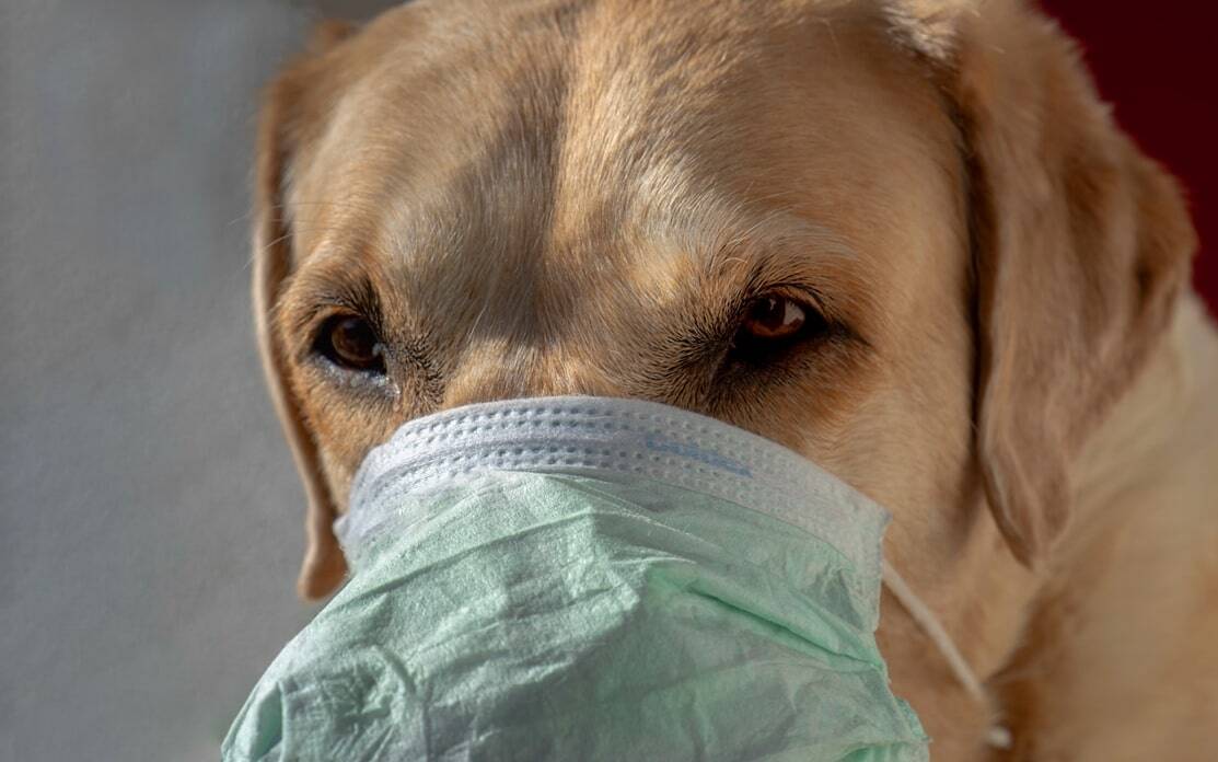 Is Your Dog Coughing and Gagging? One of These 12 Conditions Could be
