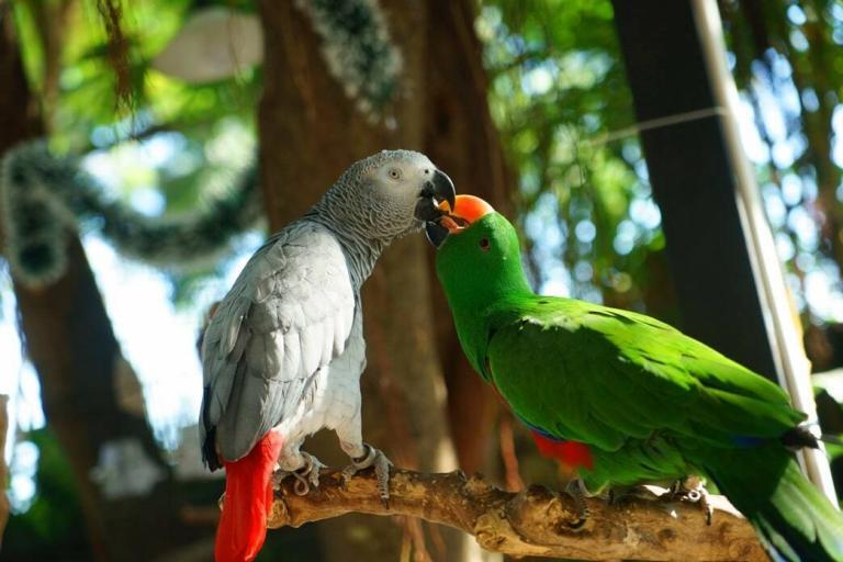 Parrot Training 101 | PetvBlog