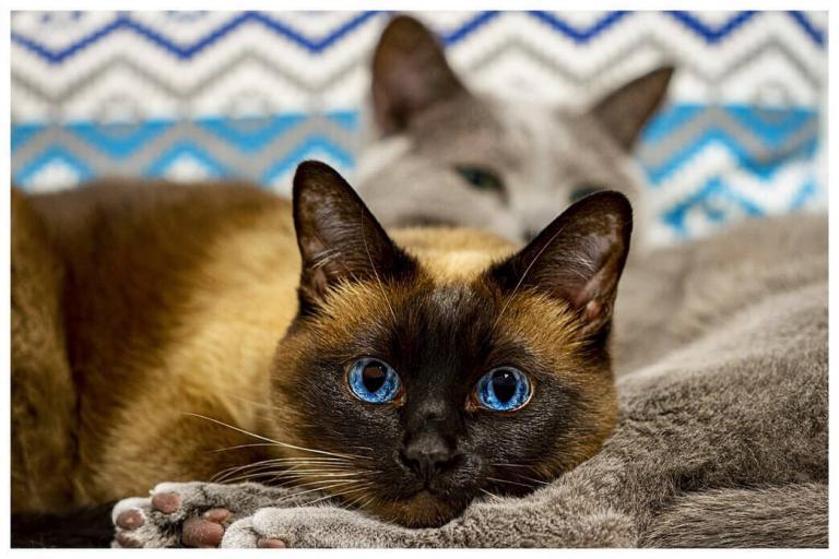 Do Siamese Cats Like to Cuddle? PetvBlog