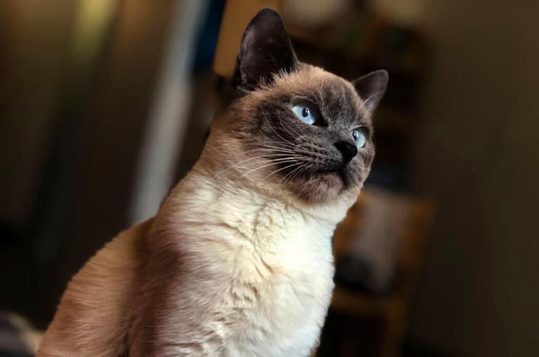 How Much Does a Siamese Cat Cost? Pet BLoG