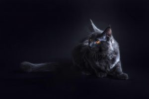 Do Maine Coon Cats Shed? Pet BLoG