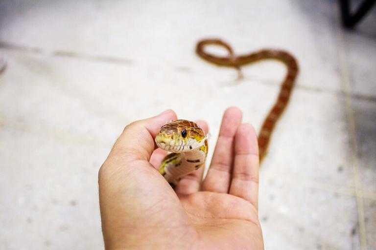 Can snakes feel love?