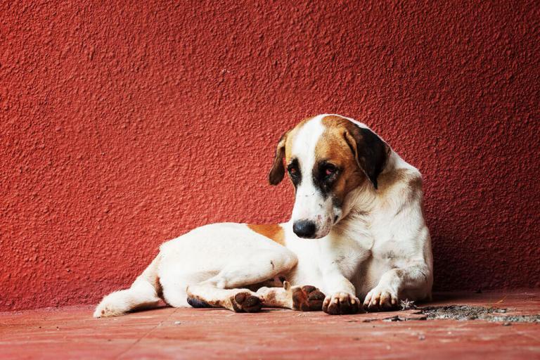 Dog Throwing up Yellow Foam What Should You Do? Pet BLoG