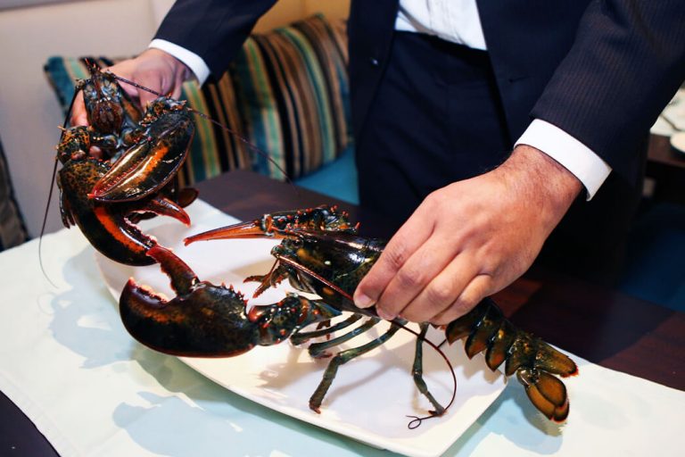 How Do Lobsters Communicate with Each Other? Pet BLoG