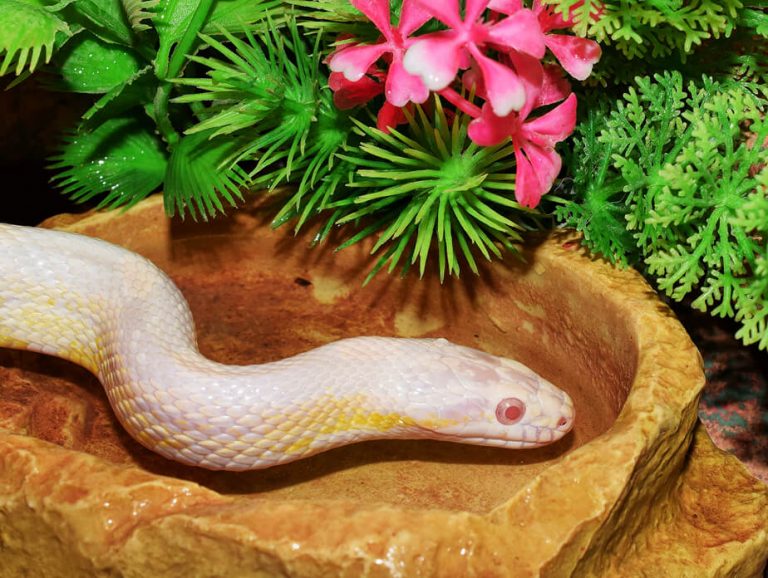 How Long Do Corn Snakes Live as Pets? | PetvBlog