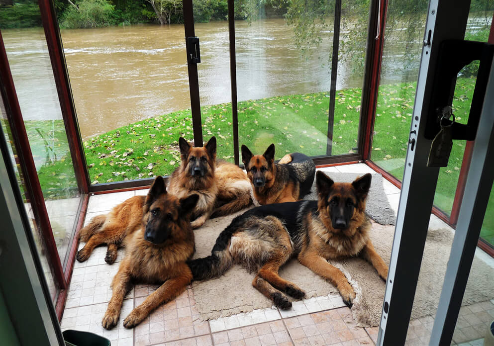 Why German Shepherds Make Good Family Dogs Are They Good With Kids 