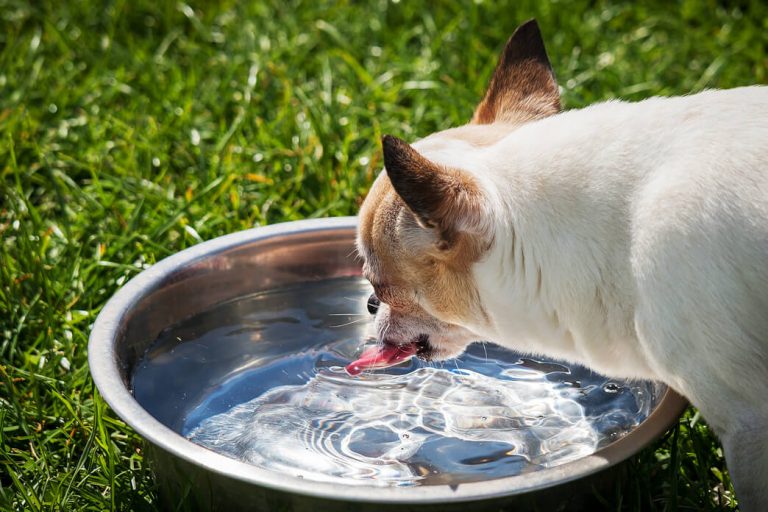 Can Dogs Drink Tap Water? Pet BLoG