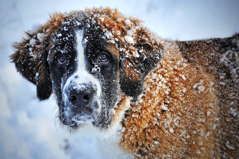 Reasons Why A Dog Keeps Gagging But Not Throwing Up PetvBlog