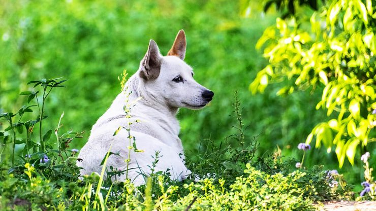Is Fennel A Good Food For Dogs PetvBlog