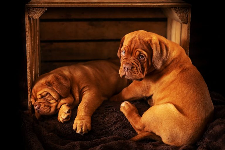 Potential Reasons Why Your Dog Suddenly Hates the Crate PetvBlog