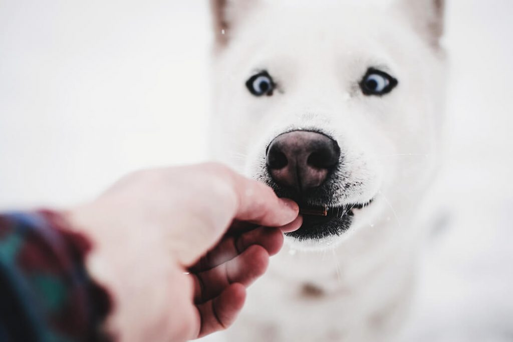 how-to-get-a-scared-dog-to-trust-you