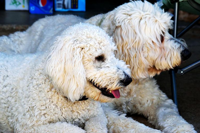 The Golden Mountain Doodle Everything You Need to Know Pet BLoG