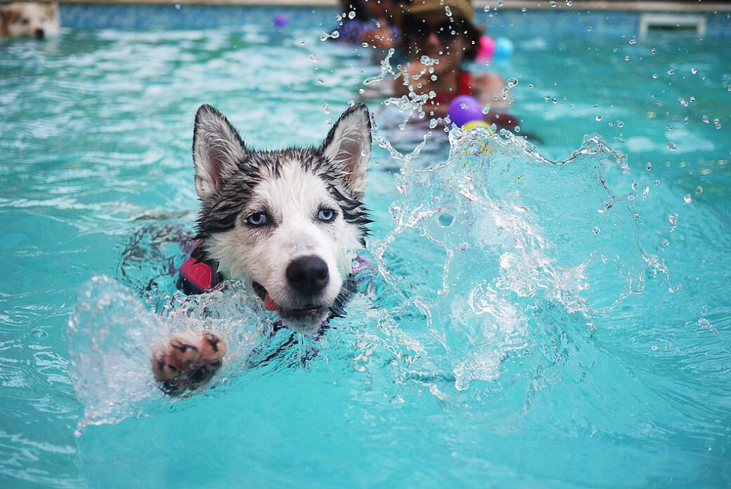 can-huskies-swim