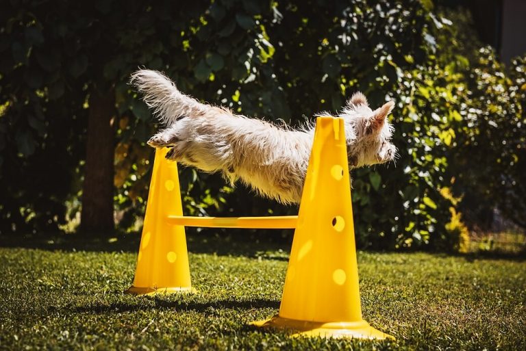 Everything to Know About a Dog Agility Jump PetvBlog