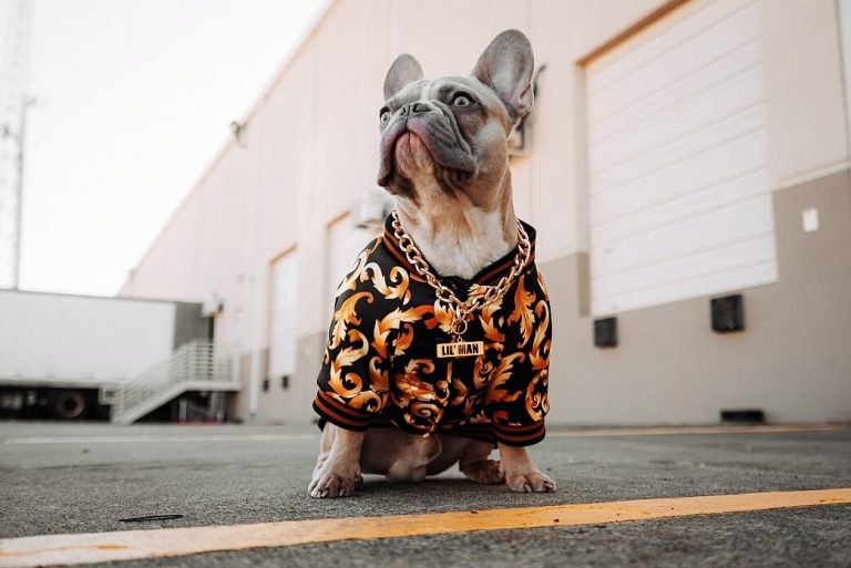 How Much is Dog Nail Trimming at Petco? Pet BLoG