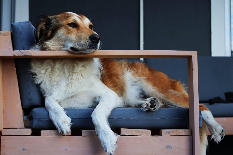 Are Dogs Allowed in Tractor Supply? What You Ought to Know PetvBlog