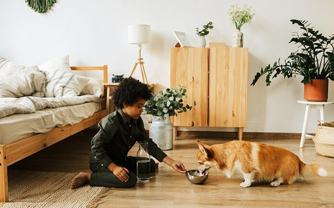 When Does Callie Get Adopted? Everything You Need to Know About Corgis