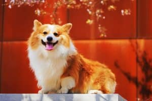 Most Popular Corgi Mix Breeds: What Are They? | PetvBlog