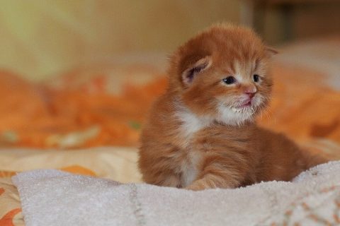When Do Cats Stop Growing? A Complete Guide to Feline Growth Stages